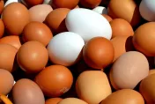 「蛋」盡援絕！網購平台MyEgg無預警倒閉　還欠消費者3000顆蛋