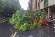 快訊/午後暴雨頻傳災情！新北土城、樹林多處路樹倒塌　下班要繞路