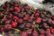 快訊/美國2批進口「鮮紅櫻桃」檢出不得使用農藥！近4,000公斤須退運銷毀
