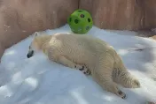 影/太熱了！日本動物園北極熊「趴冰上消暑」　網：好像我本人