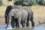 不聽勸告硬要下車　西班牙男子遊南非野生動物公園慘遭象群踩死