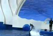 影/看海豚表演慘遭氣球「爆頭」腫包　館方回應「怕就選旁邊位置」惹議