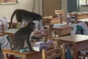 影/30隻獼猴闖入校園！鼓山高中課桌上巡邏　學生嚇到尖叫