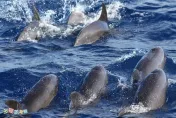 罕見！花蓮水濂外海直擊「瓜頭鯨群」　近百隻震撼衝浪畫面曝光