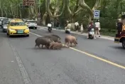 影/南京街頭驚現「7只野豬過馬路」！專家警告：己泛濫成災、務必遠離