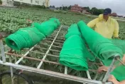 保護花椰菜計畫start！小農「套網護菜」抗凱米颱風　趁雨小全員出動
