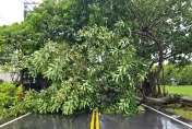 影/強颱「凱米」肆虐！北市內湖文德路路樹倒塌　高雄還奪1命