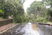 強颱凱米釀北市9人受傷！爆544件災情　6成為路樹傾倒