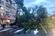 快訊/板橋10米高巨樹應聲倒塌　連根拔起佔4車道幸無人傷