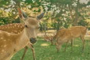影/傷鹿恐觸法！日本奈良觀光客「腳踢鹿」引眾怒　警方加強巡邏宣導