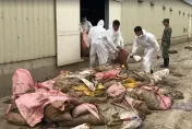 影/凱米挾暴雨轟炸！台南畜牧損失嚴重　統計家禽死亡數達99萬隻