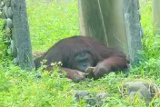 快訊/曾演出電影！壽山動物園人氣紅毛猩猩「咪咪」離世　園方不捨發聲了