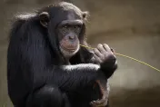 研究認為黑猩猩可能「一直都能說話」　專家：牠們的大腦與聲帶已經準備好了