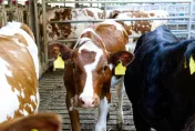 山東肉牛養殖場驚爆5工人染「皮膚炭疽病」　所有家畜全數撲殺