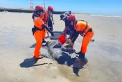 影/苗栗通霄沙灘驚見2鯨豚擱淺　一路澆水＋安撫送基隆救治