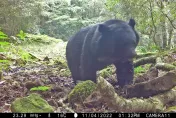 熊出沒注意！玉山台灣黑熊族群擴散　瓦拉米步道10筆紀錄最多