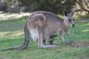 上海動物園開放「零距離餵袋鼠」　多名遊客反挨揍「要打狂犬疫苗」