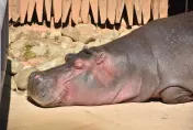 誰餵「樂樂」吃洋芋片！竹市動物園撇清罵河馬　報警追人