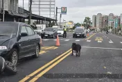 影/2車相爭狗得利！嘉義汽機車碰撞「五花肉」秒被叼走　網笑翻：甘苦到他爽到狗