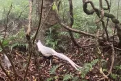 陽明山步道驚見「仙氣怪鳥」！疑外來種雜交後代　陽管處急捕獲