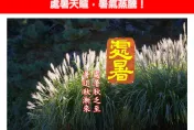 今迎「處暑」小心秋老虎！5縣市高溫特報　專家示警：進入颱風最多季節