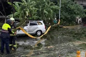 休旅車行駛中慘遭壓爆！土城午後大雷雨路樹倒塌 　車內2傷者送醫無礙