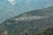 影/白龍現身！7000隻「萬鷺朝鳳」大軍過境　絕美繞嘉義谷