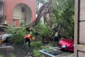 豪大雨再傳災情！西門町路樹倒騎士閃過　Mazda跑車卻中招