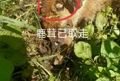 墾丁淪爲「盜獵天堂」！路上驚現「無茸鹿屍」　盜獵者竟在住宅區旁開槍