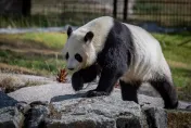 每年噴5千多萬！芬蘭動物園養不起　將「提前8年」歸還陸2隻貓熊