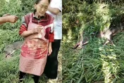 影/叫你阿嬤來！上山農作被野豬咬傷　77歲陸婦持鐮刀反殺…網驚：太猛了