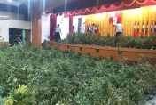 影/台灣最巨大麻植株案！新竹市警搗千坪「無塵室農場」成品價值達20億