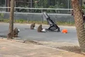 太狂妄！壽山動物園猴群洗劫嬰兒車搶奶喝　囂張惡行曝光