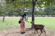 影/奈良餵鹿竟遭鹿角襲腿！陸正妹喊痛「血流到腳跟」　急飛回家打破傷風