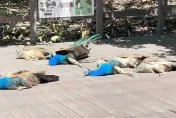 影/遊客嚇壞！壽山動物園孔雀「集體倒地」像「掛了」　得知真相網笑：薪水小偷