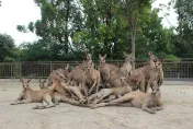 原地出道！日動物園袋鼠自排「偶像陣形」　網笑：是AKB48嗎？