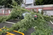 影/康芮強風太暴力！彰化建國南路「路樹連根拔」砸毀轎車