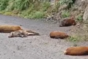 影/山路開到一半…「6隻野豬」從天而降　陸女駕駛嚇懵：差1秒砸到車