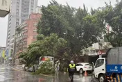 影/巨樹吞公車！板橋路樹倒砸中行進中公車　整部車遭吞沒幸無人傷