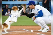 大谷另類連莊！愛犬Decoy首獲獎　專家肯定：本季最佳開球