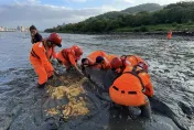 影/抹香鯨母子擱淺淡水河！幼鯨躺爛泥死亡　母鯨成功脫困回歸海洋