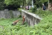 89猴慘了！擅自翻越欄杆「挑釁斑點鬣狗」　台北市立動物園喊告