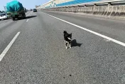 飼主被車撞...調皮柴犬衝下車「大鬧國2」　恐吃罰單