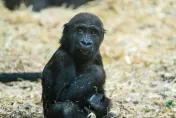 人為疏失釀禍！加動物園2歲大猩猩「頭遭門重擊」慘死