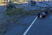 大晴天高雄路樹突倒塌！路過男騎士慘被砸　人車倒地急送醫