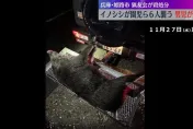 日姬路市傳野豬攻擊！3歲男童遭咬左手骨折　另5人輕傷