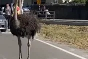 影/台中驚現鴕鳥攔路！還和警察對峙　飼主被處600元以下罰鍰