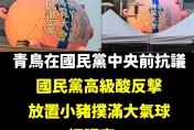 側翼踢館國民黨翻車！小豬氣球酸爆「求職」青鳥大崩潰