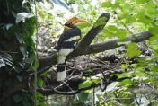 北市木柵動物園24歲雙角犀鳥母鳥不幸病逝　保育員將加強對公鳥關注