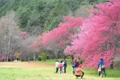 地震＋交通成考驗...武陵農場櫻花季「遊客數腰斬」　國旅業者喊苦